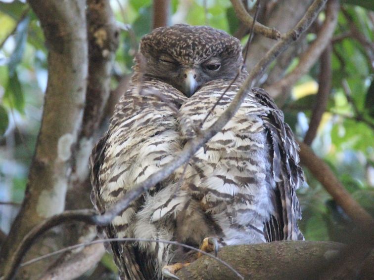Along the way you may be lucky enough to see one of our annual visitors the powerful owl
