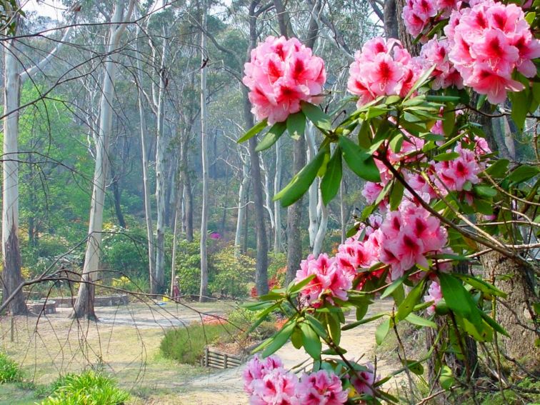 Rhododendron with gum trees in the background