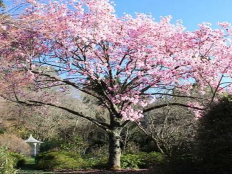 Large pink magnolia tree in full flower