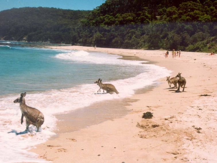 Kangaroos standing on the beach and in the water at Kioloa Beach.