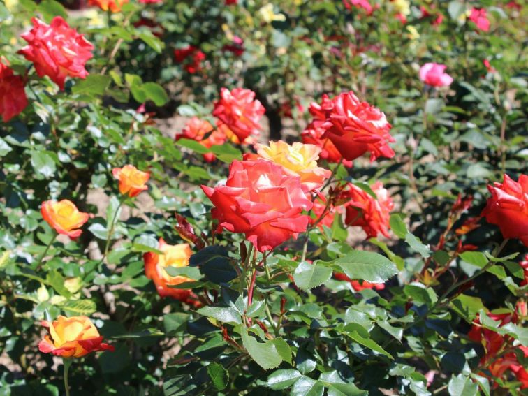 Cowra Rose Garden