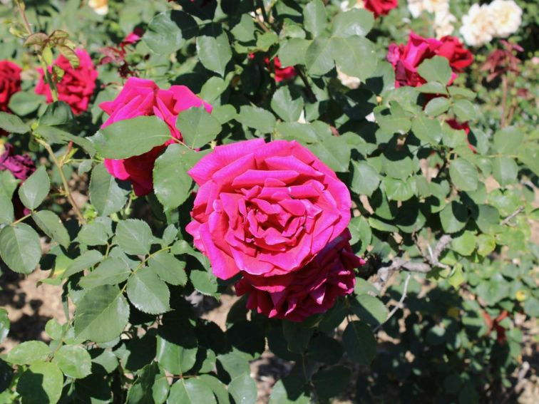 Cowra Rose Garden