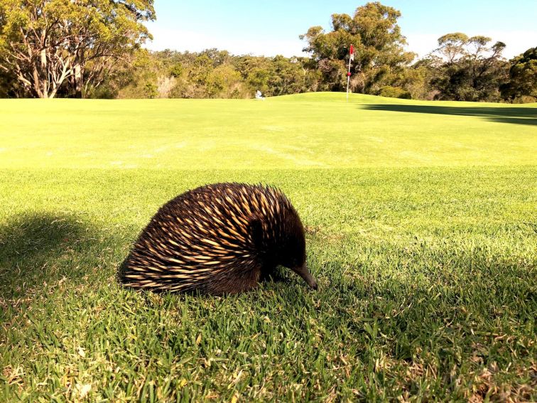 Echidna on course