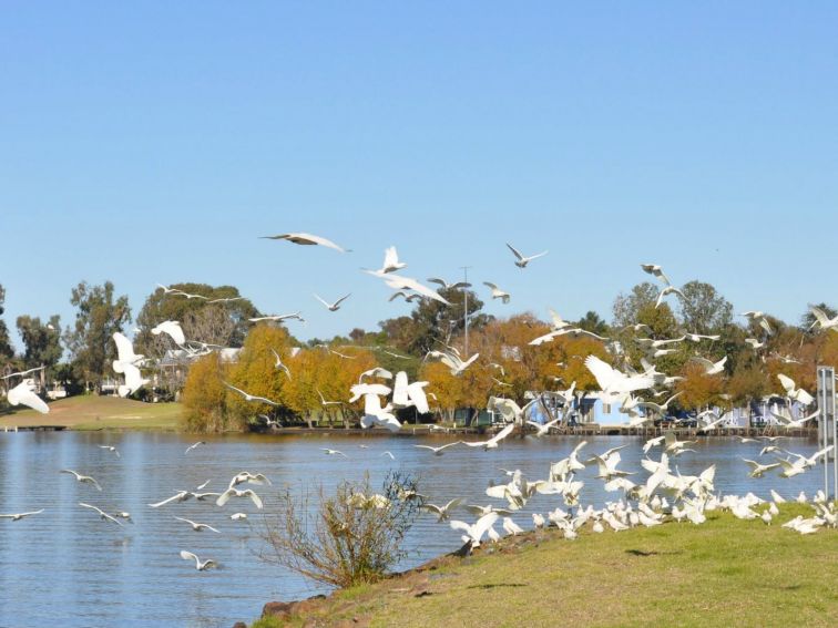 Birdlife at Lake Mulwala