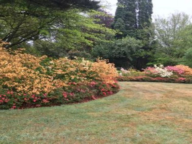 Mollusc azaleas in full bloom with lawn. Orange, yellow and pink colours in full Spring