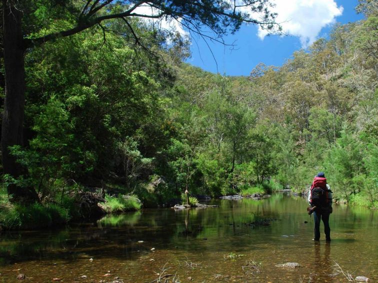 Green Gully Track, Oxley Wild Rivers National Park. Photo: Shane Rumming