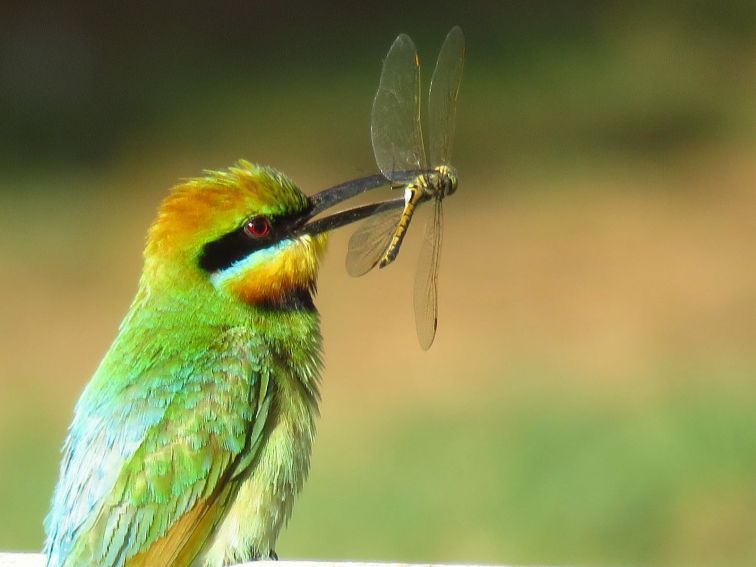 Rainbow Bee-eater Company Dam birds