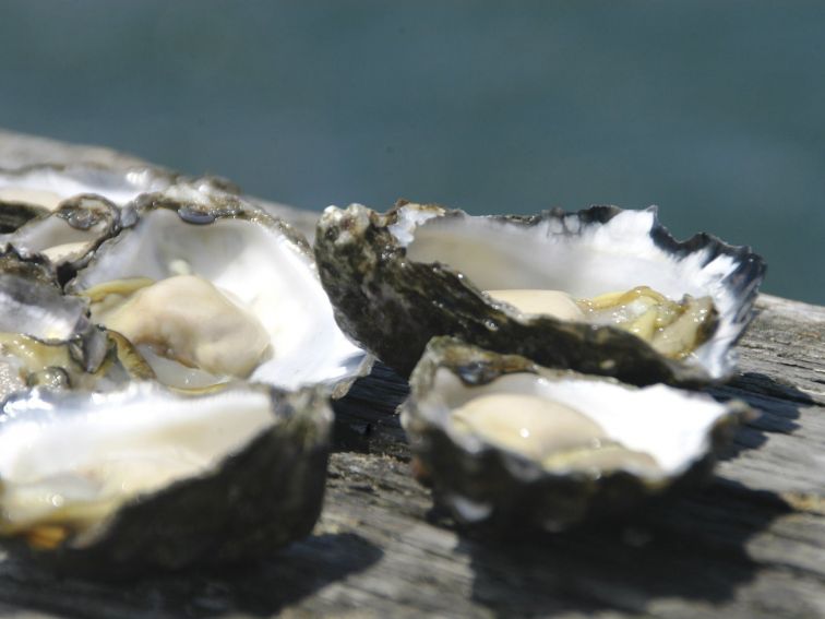 Oysters, Greenwell Point