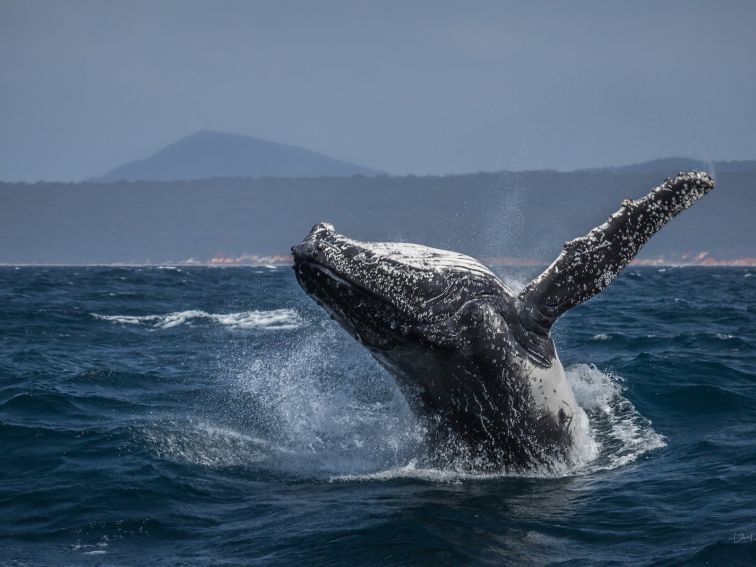 Whales in Twofold Bay