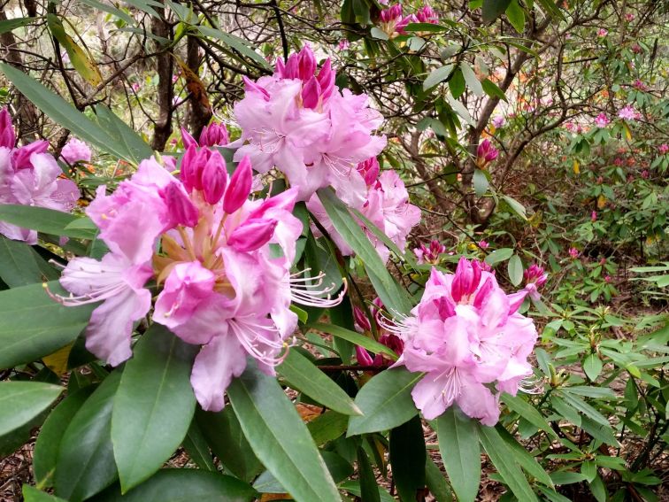 Rhododendron in bloom