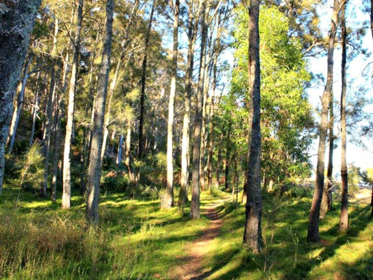 Squarehead track forest, Cullendulla Creek Nature Reserve