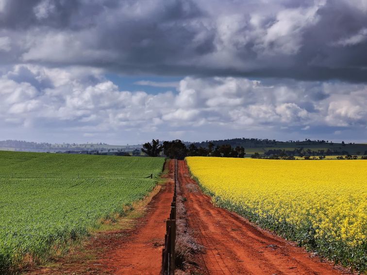 Two fields, a green and a yellow, separated by a red dirt road
