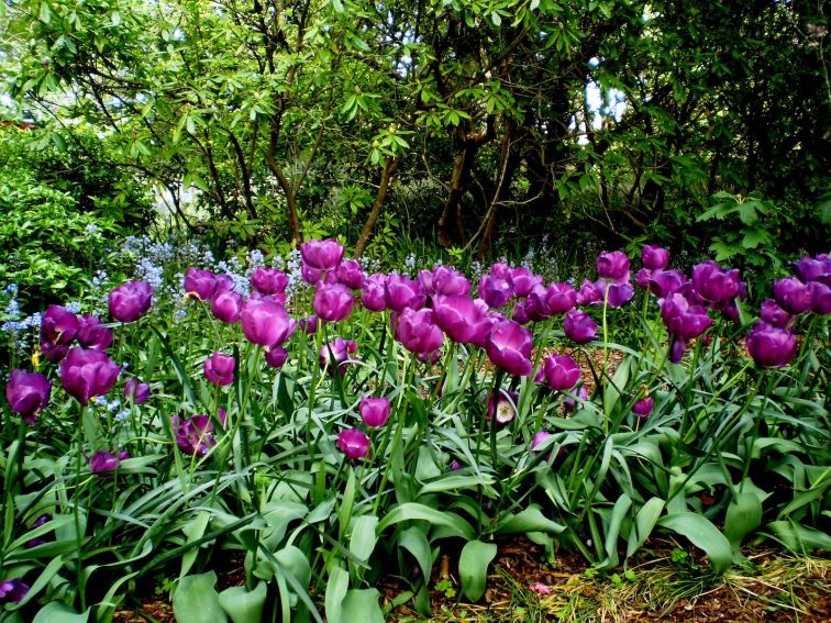 The bright purple tulip bed at Everglades Historic House & Gardens, Leura