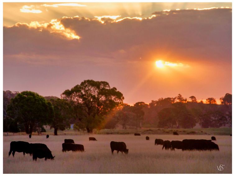 An orange and mauve-hued sky; sun's rays reaching the ground where black-silhouetted cattle graze