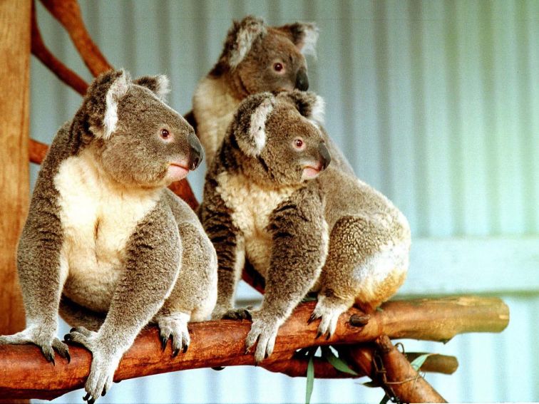 three koalas on a branch