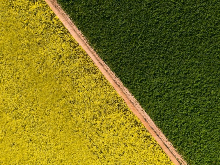 Overhead view of canola paddock and green pasture paddock showing contrasting colours