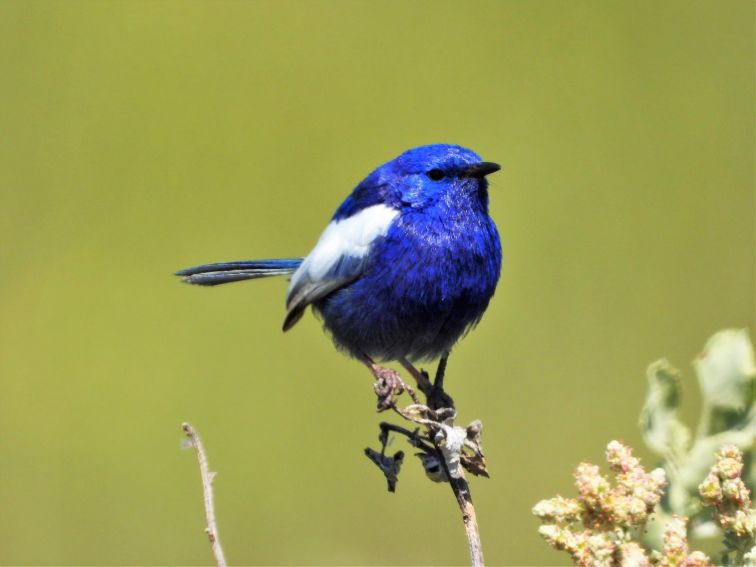 The white-winged fairy-wrens live at Tiger Bay throughout the year.