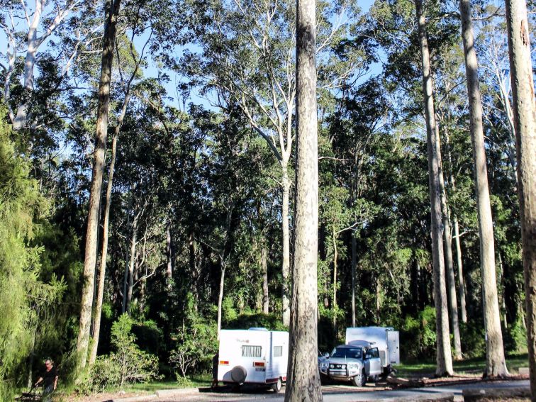 Towering Gums shelter Bodalla Forest Rest Area from the highway