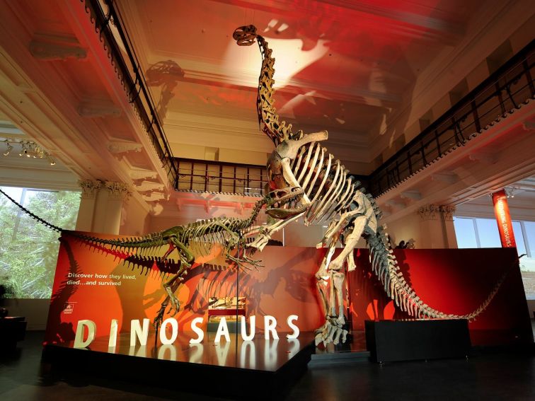 Dinosaur skeletons on display