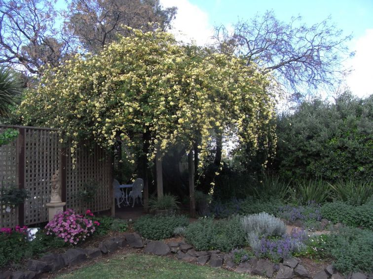 Banksia rose over pergola