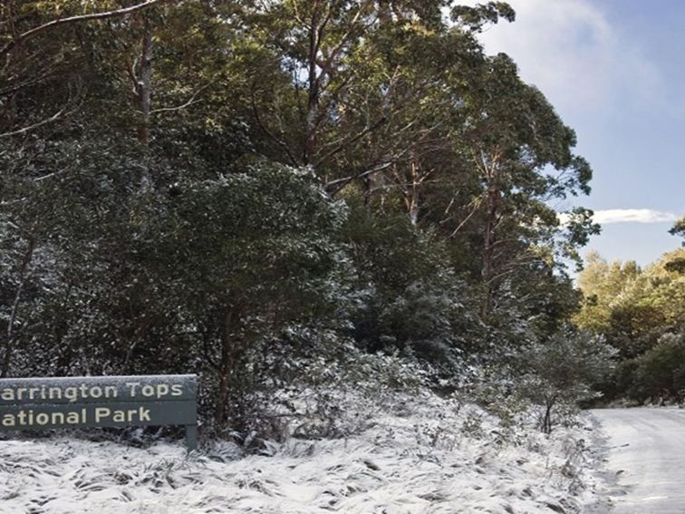 Barrington Tops Forest Road. Photo: Shane Ruming/OEH