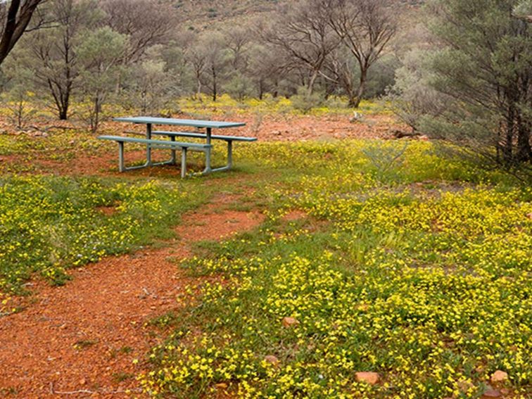 Picnic table set in a bushland clearing blanketed with yellow wildflowers. Photo credit: Leah Pippos