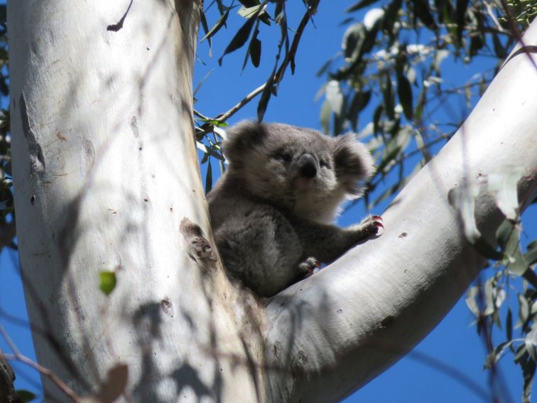 Baby Koala sitting in a gum tree in Campbelltown New South Wales Australia