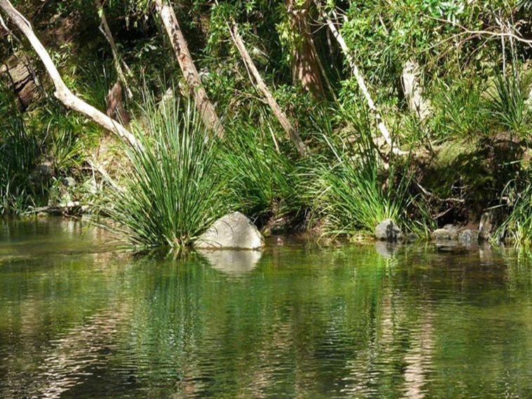 Urumbilum River, Bindarri National Park. Photo: Helen Clark/NSW Government