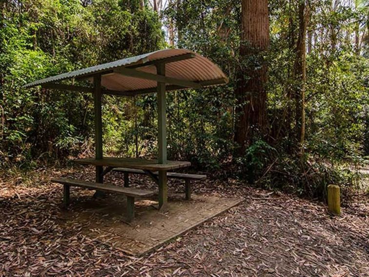 Bird Tree picnic area, Middle Brother National Park. Photo: John Spencer/NSW Government