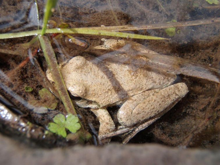 Abercrombie Frog, Abercrombie National Park. Photo: NSW Government
