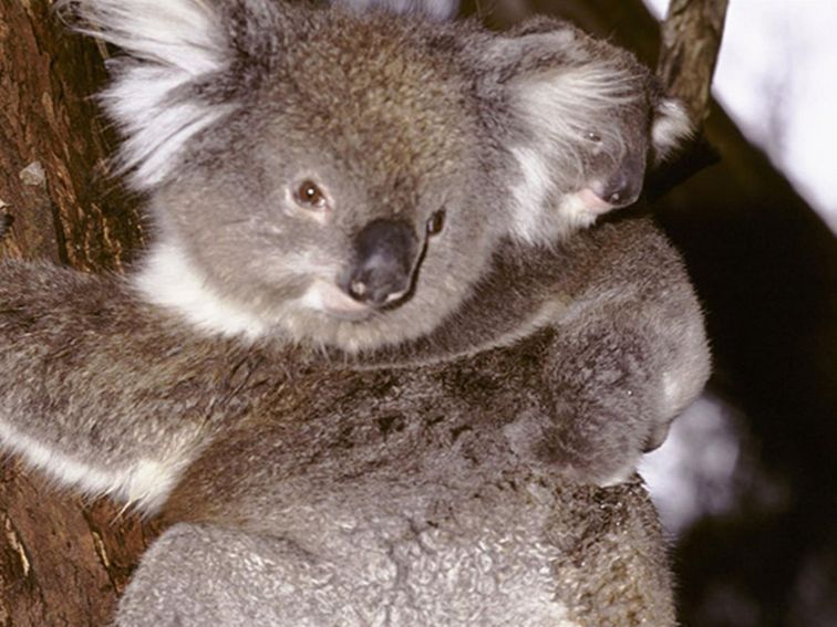Koala (Phascolarctos cinereus) adult and joey in a tree. Photo credit: Ken Stepnell &copy; DPIE