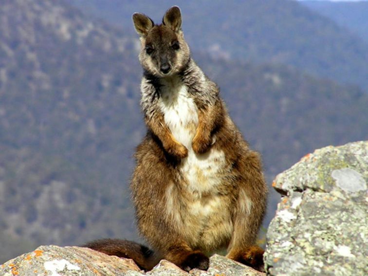 Brushed Tailed Wallaby, Oxley Wild Rivers National Park. Photo: Piers Thomas &copy; OEH and