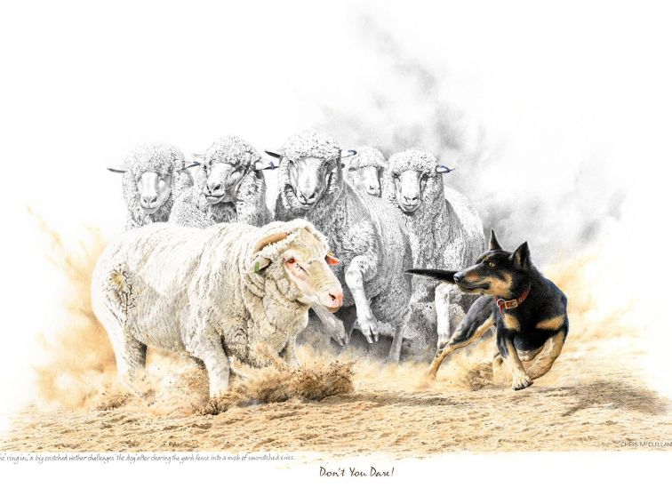 Drawing of a kelpie with sheep