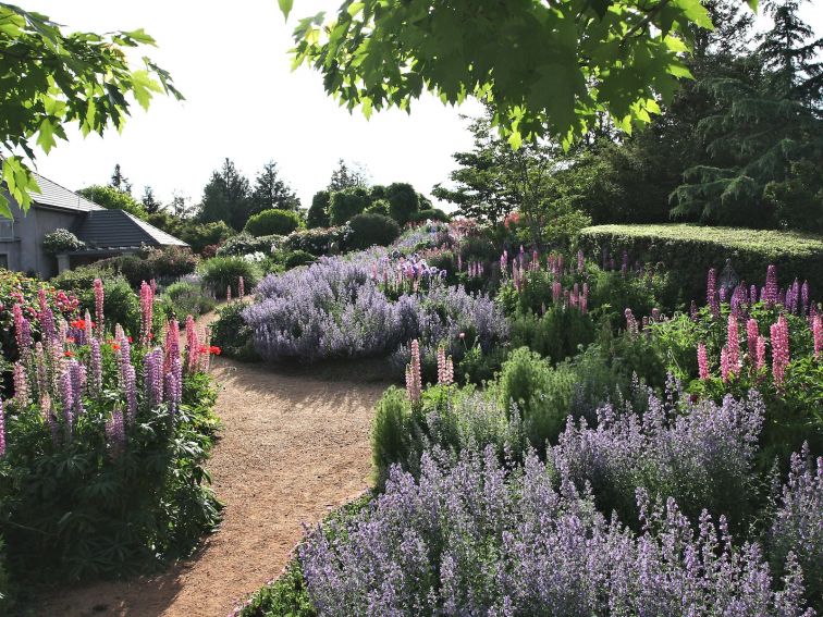 Meander through the salvias, lupins and cottage garden