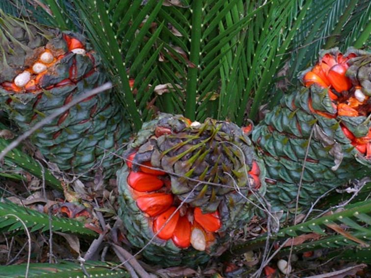 Johnson's cycad red fruits, Chaelundi National Park. Photo: A Ingarfield/NSW Government