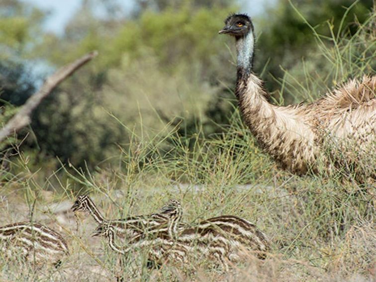 An emu and young at Coach and Horses campground, Paroo-Darling National Park. Photo: John Spencer