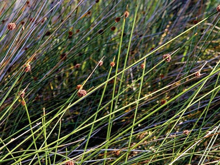 Coastal grass. Photo:Michael Van Ewijk Copyright:NSW Government