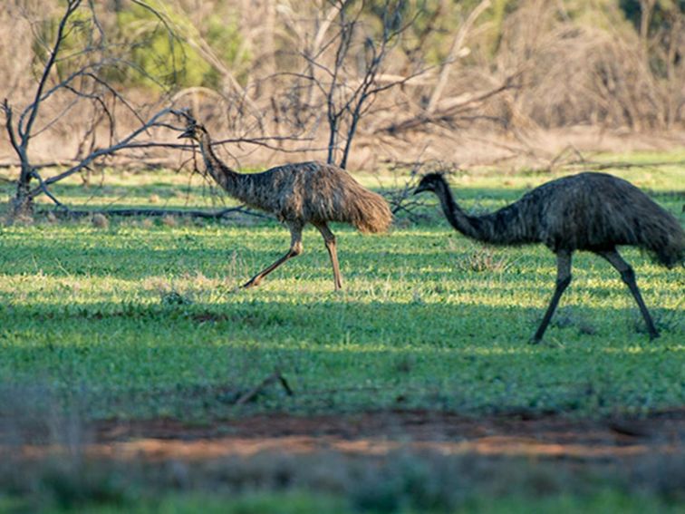 Emus in Cocoparra National Park. Photo: John Spencer/DPIE