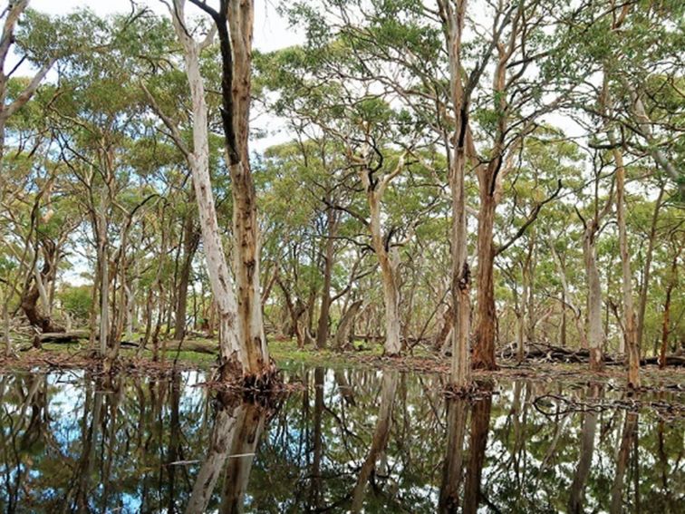 Gum trees in and surrounding a still pond in Coolah Tops National Park. Photo: Nicola Brookhouse