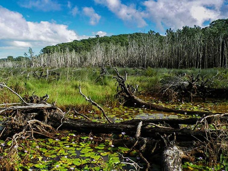 Cudgen Nature Reserve. Photo: Alan Goodwin/NSW Government