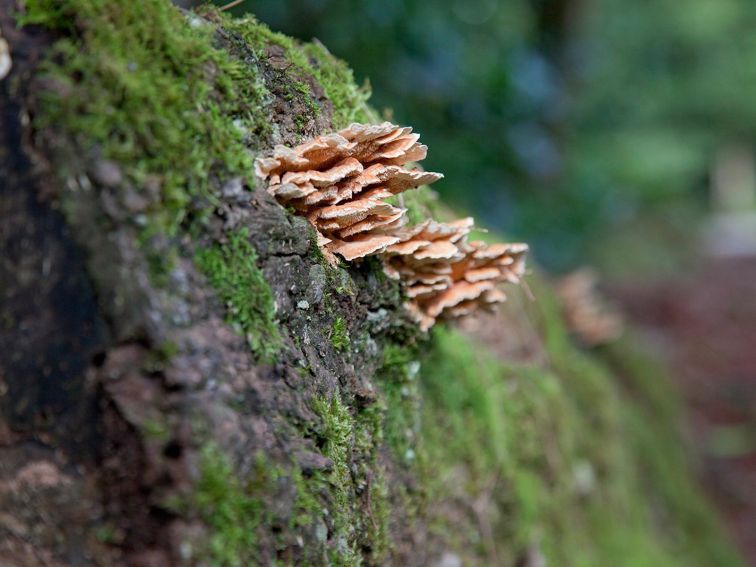 Delicate fungi