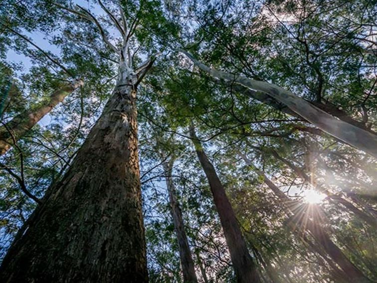 Towering trees, Dalrymple-Hay Nature Reserve. Photo: John Spencer/OEH