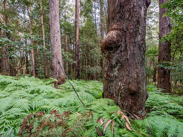 Blue gum forest, Dalrymple-Hay Nature Reserve. Photo: John Spencer &copy; DPIE