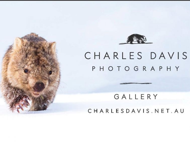 Charles Davis Photography