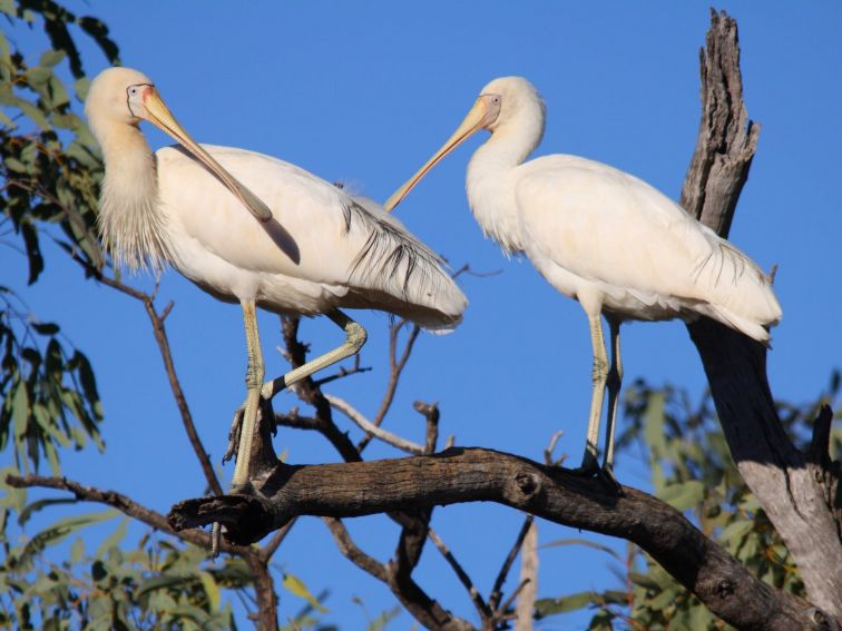 Yellow-billed Spoonbills in a tree