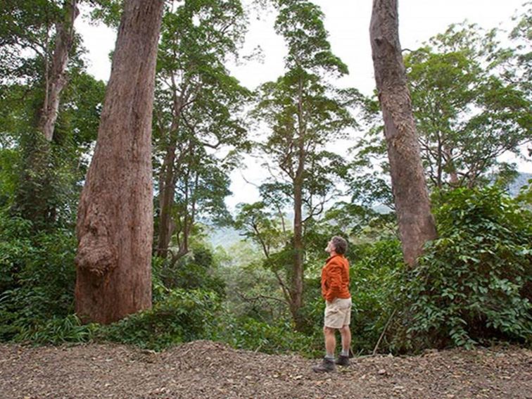 Rainforest, Dunggir National Park. Photo: Robert Cleary &copy; DPIE