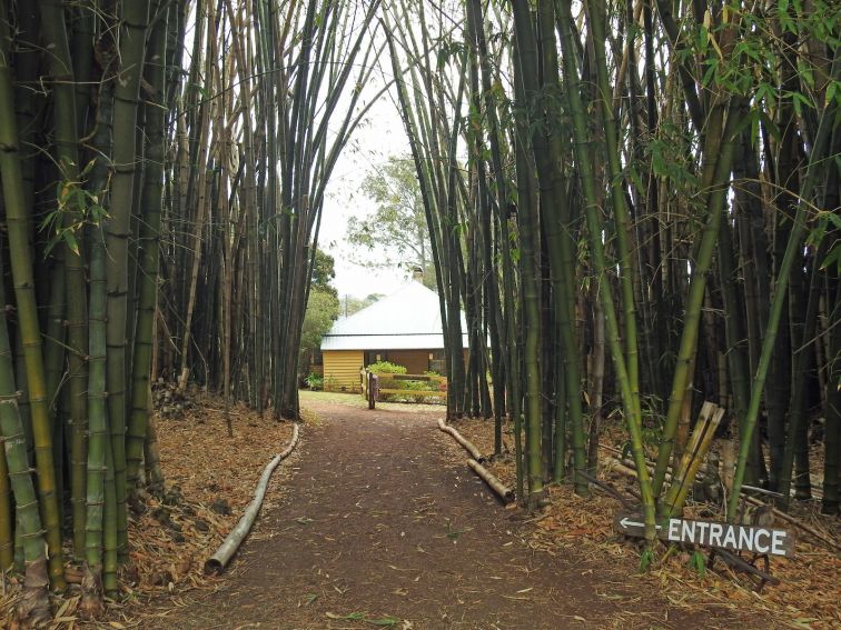Bamboo Arch