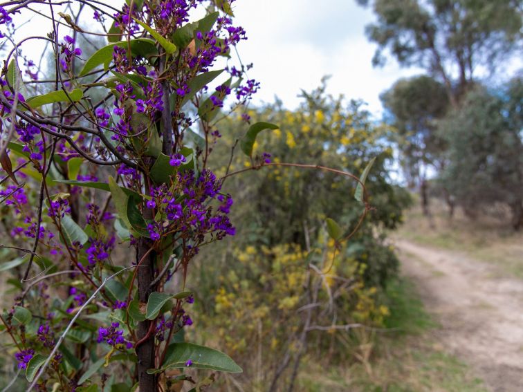 Purple and Yellow Native flowers at Boundary Road Resreve