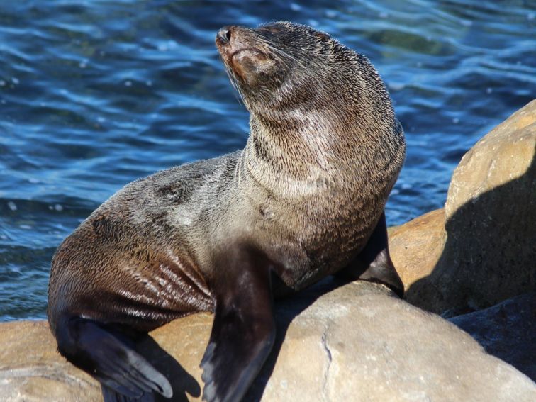 Sunbathing seal, Chowder Bay