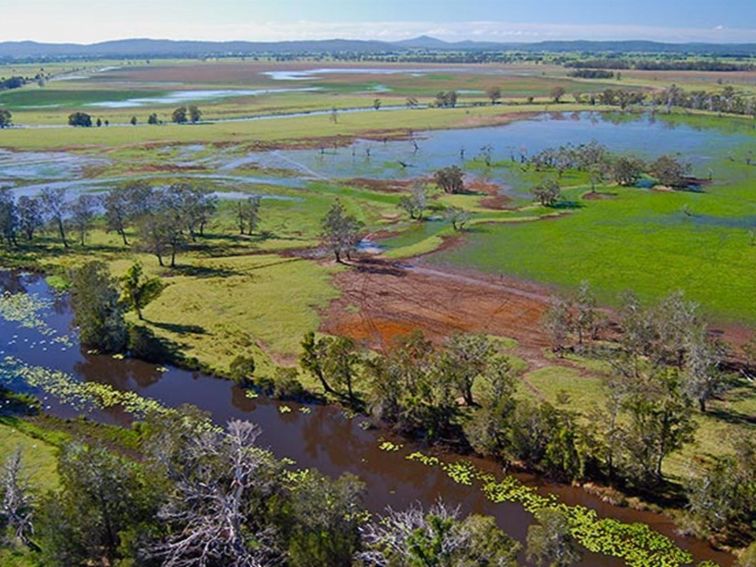 Everlasting Swamp wetland after flooding. Photo: L Orel/OEH